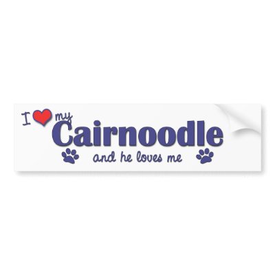 cairnoodle puppy