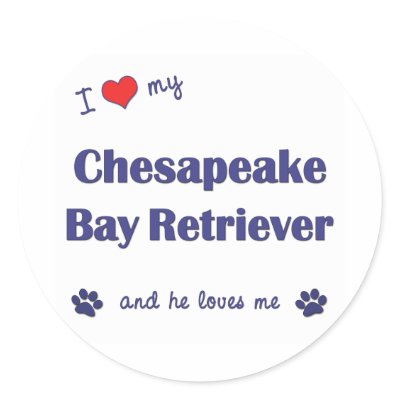 pictures of bay retrievers