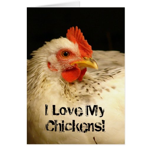 I Love My Chickens! Card Zazzle