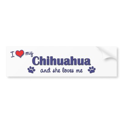 I Love My Chihuahua (Female Dog) Bumper Sticker