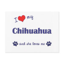 I Love My Chihuahua (Female Dog) Postcard