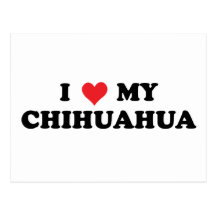 I Love My Chihuahua Post Card