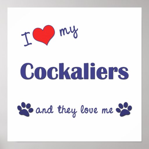 I Love My Cockaliers (Multiple Dogs) Poster
