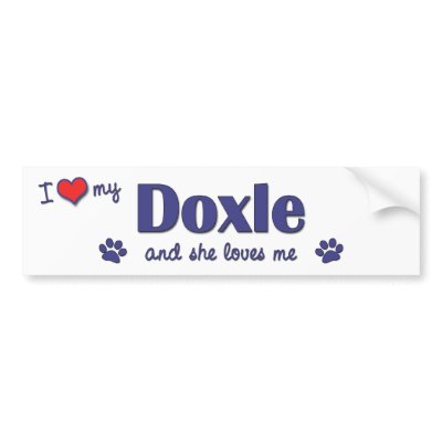 Doxle Dog