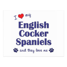 I Love My English Cocker Spaniels (Multiple Dogs) Post Card