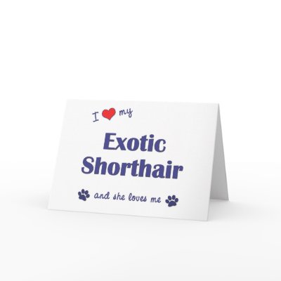 I Love My Exotic Shorthair (Female Cat) cards