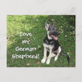 I love my German Shepherd Postcard! postcard