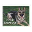I love my German Shepherd Postcard!