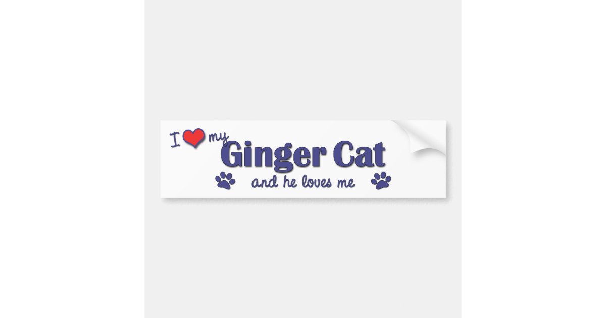 I Love My Ginger Cat Male Cat Bumper Sticker Zazzle