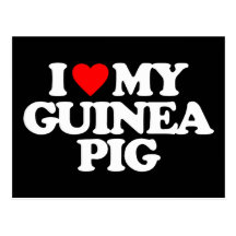 I LOVE MY GUINEA PIG POSTCARD