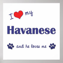 I Love My Havanese (Male Dog) Poster