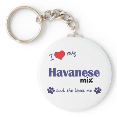 havanese beagle mix havanese beagle mix havanese beagle mix havanese beagle mix