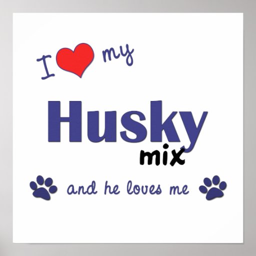 I Love My Husky Mix (Male Dog) Poster Print