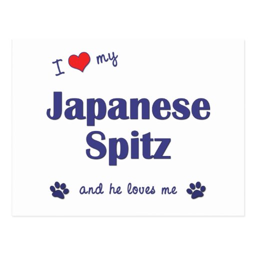 I Love My Japanese Spitz (Male Dog) Post Cards