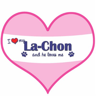 Lachon Dog