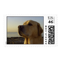 I love my Lab postage by Rainmountain I love my Lab postage