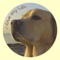 I love my Lab stickers
