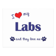 I Love My Labs (Multiple Dogs) Post Cards