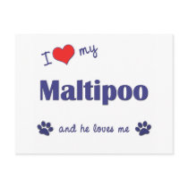 I Love My Maltipoo (Male Dog) Postcards