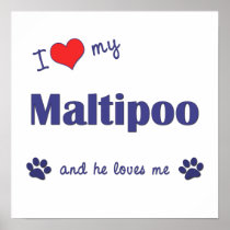 I Love My Maltipoo (Male Dog) Poster Print