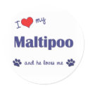 I Love My Maltipoo (Male Dog) stickers by dogadoodle I Love My Maltipoo (Male Dog) stickers