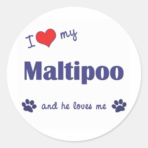 I Love My Maltipoo (Male Dog) Stickers