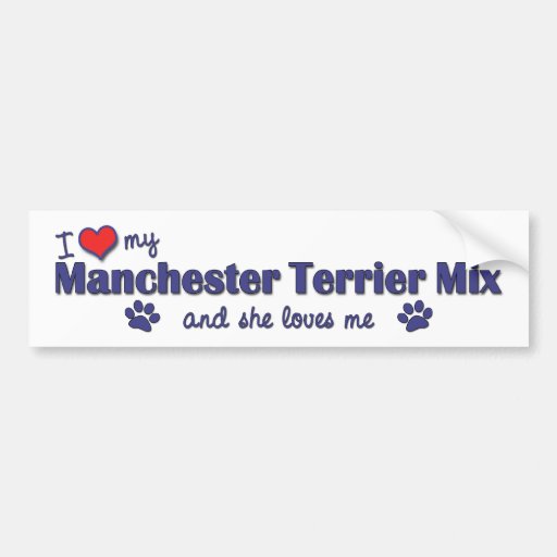 I Love My Manchester Terrier Mix (Female Dog) Bumper Sticker