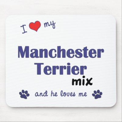 Terrier Manchester Mix