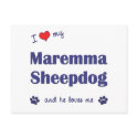 I Love My Maremma Sheepdog (Male Dog) postcards by thatsalottadogs I Love My Maremma Sheepdog (Male Dog) postcards