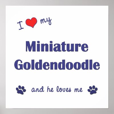 goldendoodle puppy cut. Miniature Goldendoodle dog