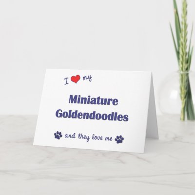 miniature goldendoodle dogs. My Miniature Goldendoodles