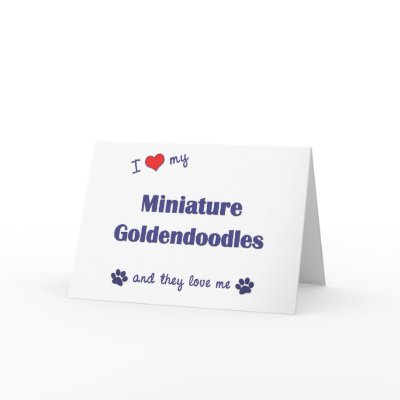 goldendoodle dogs. Goldendoodle dogs (and