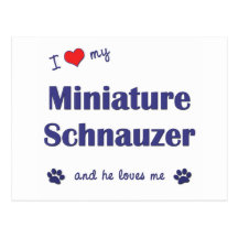 I Love My Miniature Schnauzer (Male Dog) Post Card