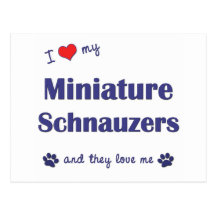 I Love My Miniature Schnauzers (Multiple Dogs) Postcards