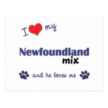 I Love My Newfoundland Mix (Male Dog) Post Card
