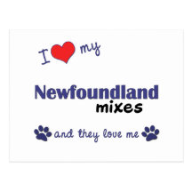 I Love My Newfoundland Mixes (Multiple Dogs) Postcard