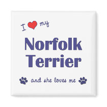 I Love My Norfolk Terrier (Female Dog) magnets by thatsalottadogs I Love My Norfolk Terrier (Female Dog) magnets