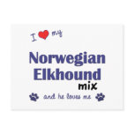 I Love My Norwegian Elkhound Mix (Male Dog) Post Cards