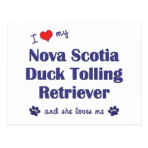I Love My Nova Scotia Duck Tolling Retriever (She) Postcard