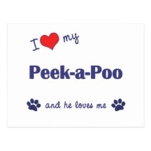 I Love My Peek-a-Poo (Male Dog) Post Card