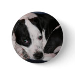 I love my pit bull! buttons