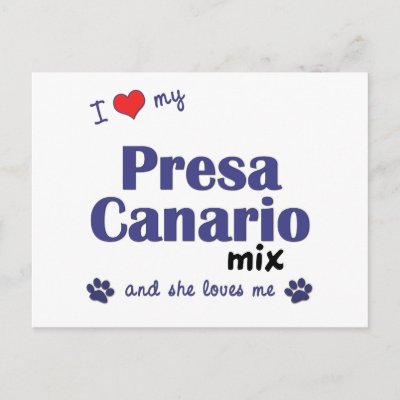 I Love My Presa Canario Mix