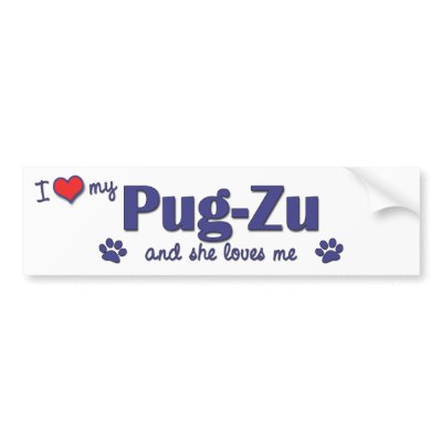 Pug Zu Dog