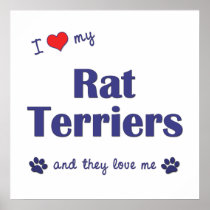 I Love My Rat Terriers (Multiple Dogs) Poster