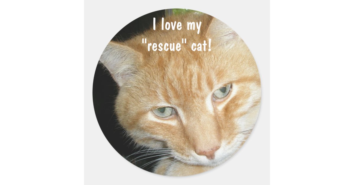 I love my"rescue" cat! Stickers Zazzle