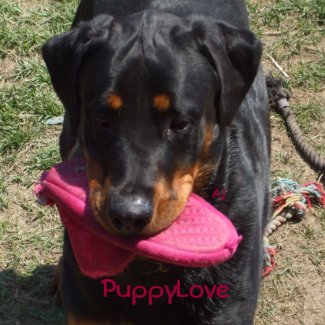I love my Rottie puppy magnet
