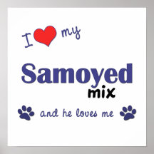I Love My Samoyed Mix (Male Dog) Poster Print