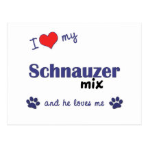I Love My Schnauzer Mix (Male Dog) Postcards