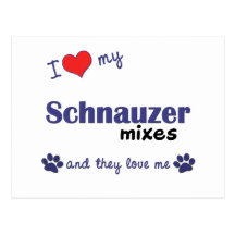 I Love My Schnauzer Mixes (Multiple Dogs) Postcard