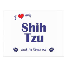 I Love My Shih Tzu (Male Dog) Postcards